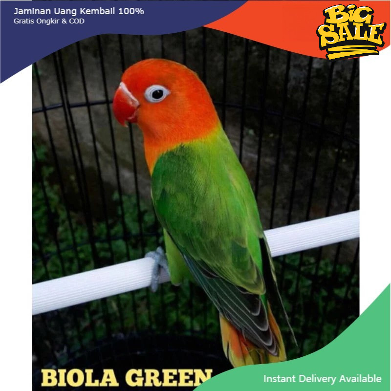 lovebird biola green pilihan rawatan love bird