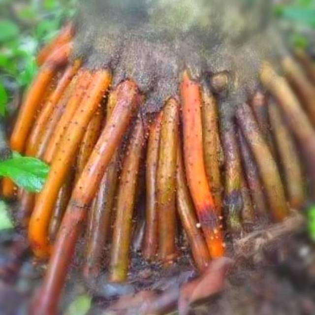 

Akar pinang atau akar jambe segar(500gram)