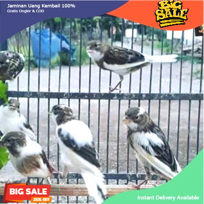 burung kenari bahan loper banyak pilihan warna dan riwikan jantan