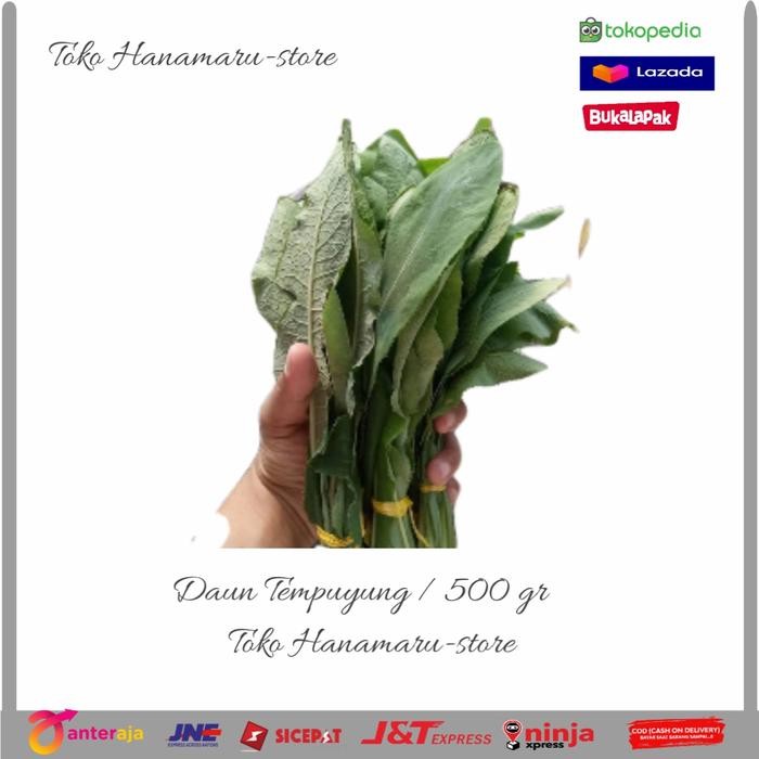 

Daun Tempuyung Segar l Obat Herbal Daun Tempuyung 500gram