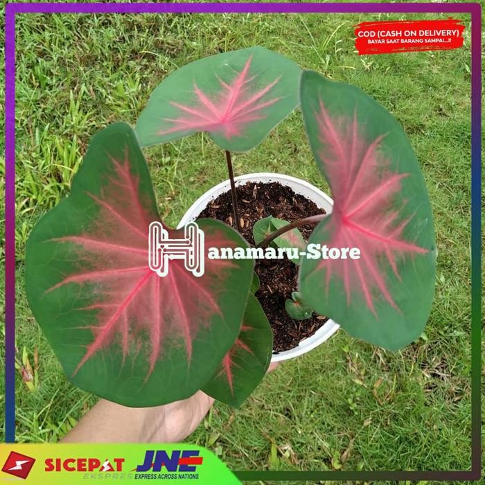 CALADIUM SPIDER-KELADI SPIDER-TANAMAN HIAS CALADIUM - TANAMAN KELADI