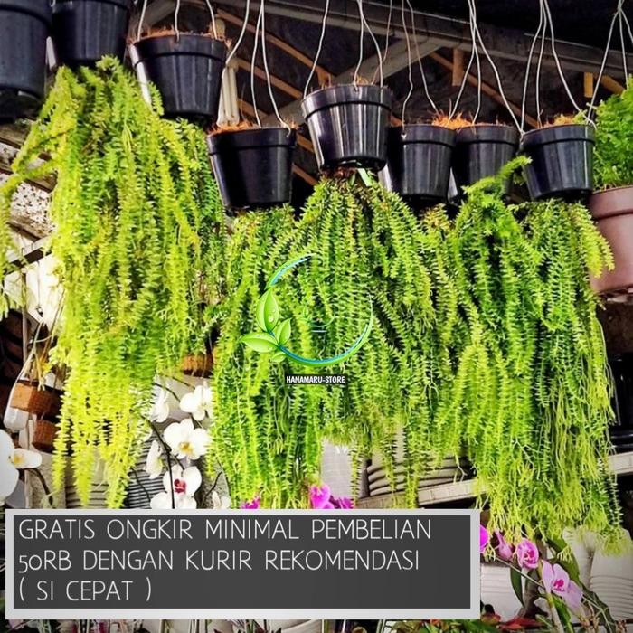 

Tanaman Hias Rumpai Kumpay Gantung