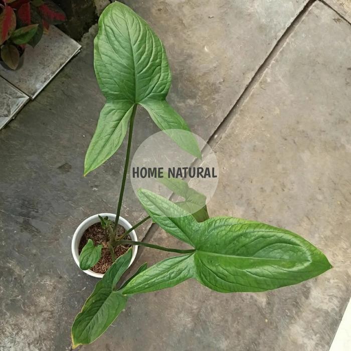 Cyrtosperma cuspidispathum - Tanaman hias alocasia cyrtosperma