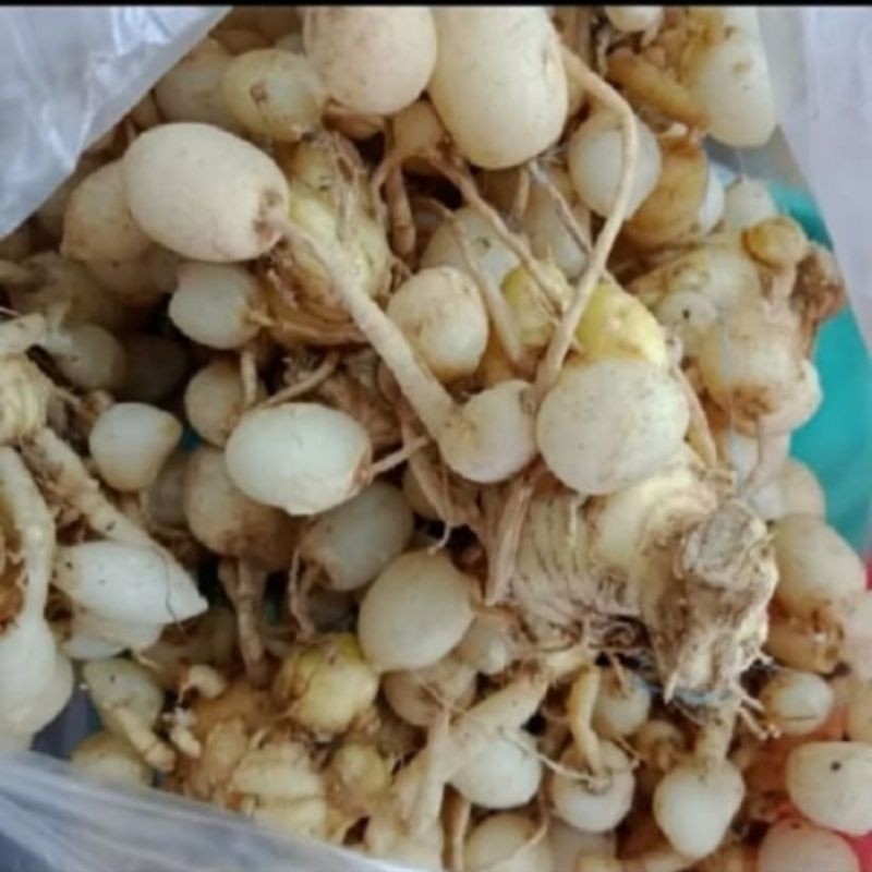 

Kunyit Putih Segar 1 Kg Untuk Kesehatan Tubuh