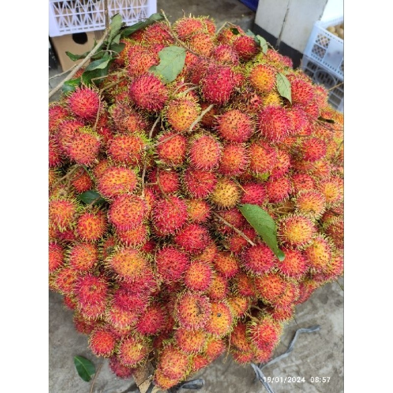 

Rambutan Binjay