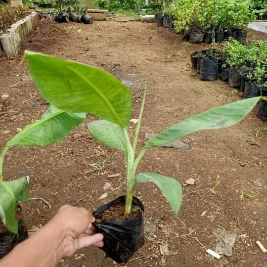 bibit pohon pisang barangan merah