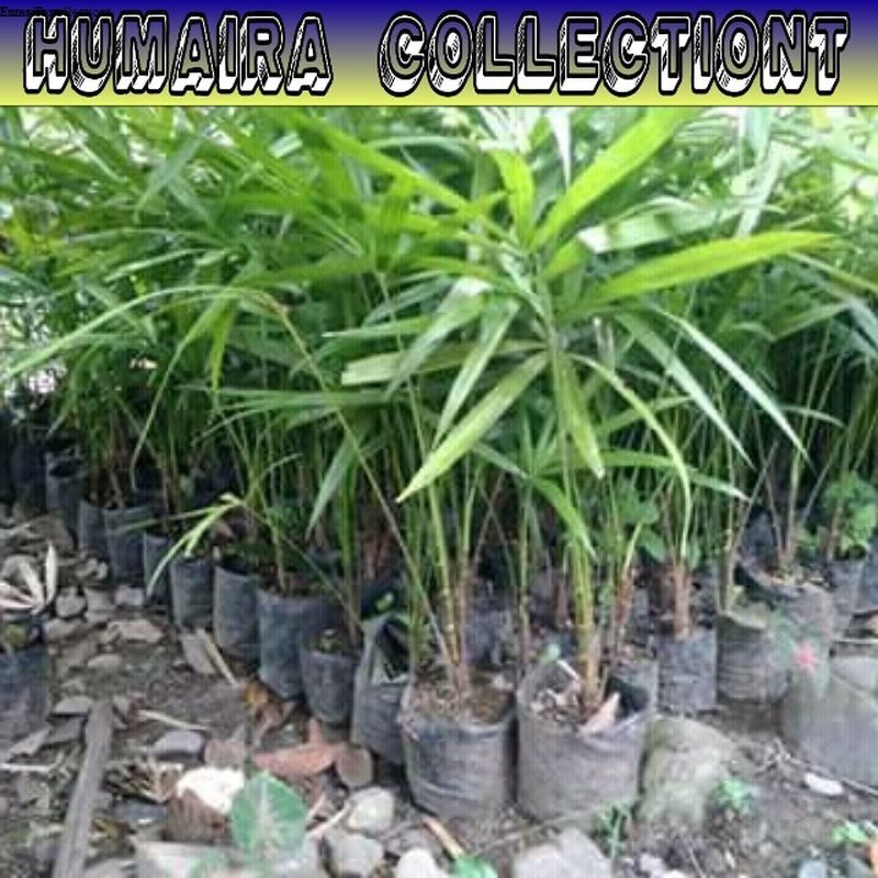 

Bibit Jernang Bibit Jame Super Siap Tanam
