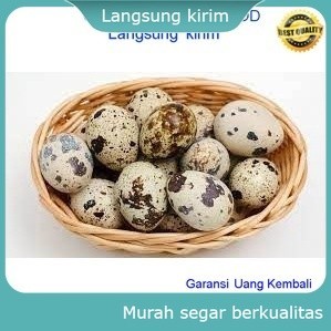 

Telur Puyuh Rebus 250gram Food Kuliner Indonesia Instan Food Makanan Jajanan