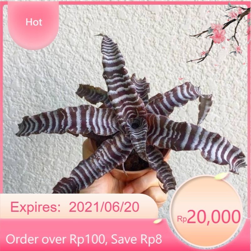 ( BISA COD ) Tanaman Hias Bromelia Tokek Cryptantus Tokek / Tanaman Hidup Bromelya Criptantus Toke B