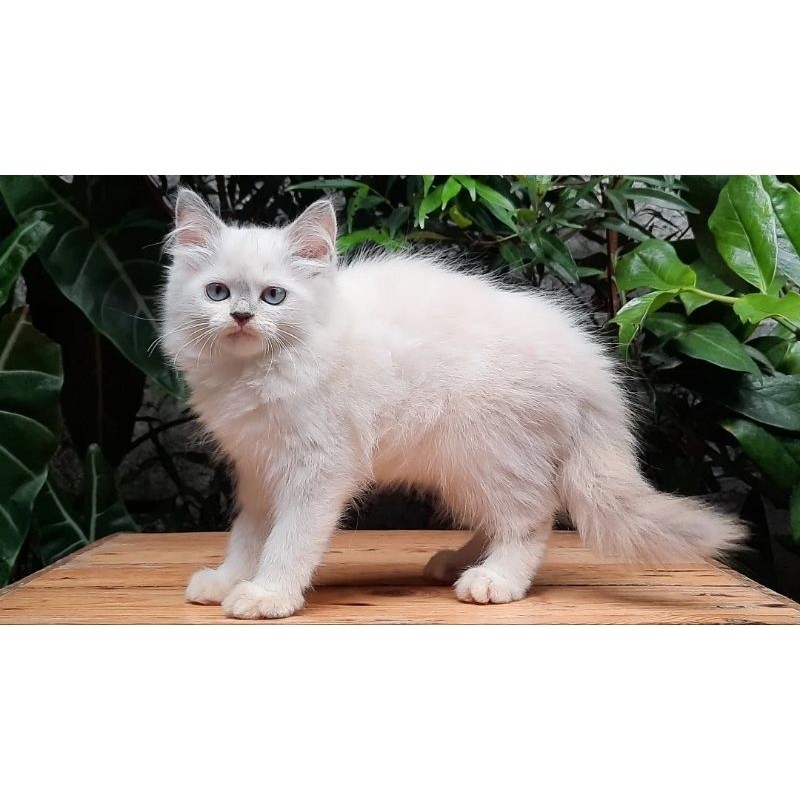 KUCING PERSIA HIMALAYA BETINA 2 BULAN MIDOL