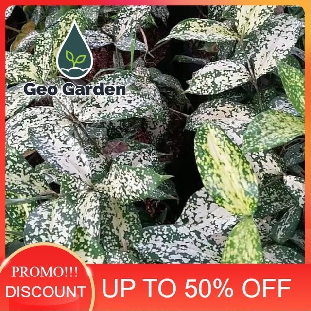 Tanaman hias dracena variegata daun bambu jepang/dracena florida