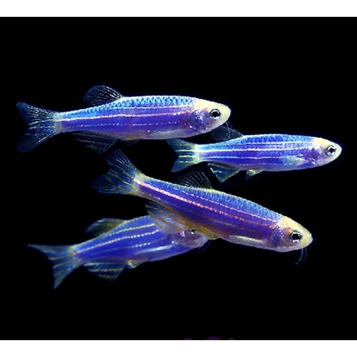 Blue Danio Tetra Zebra / Ikan Hias Aquascape