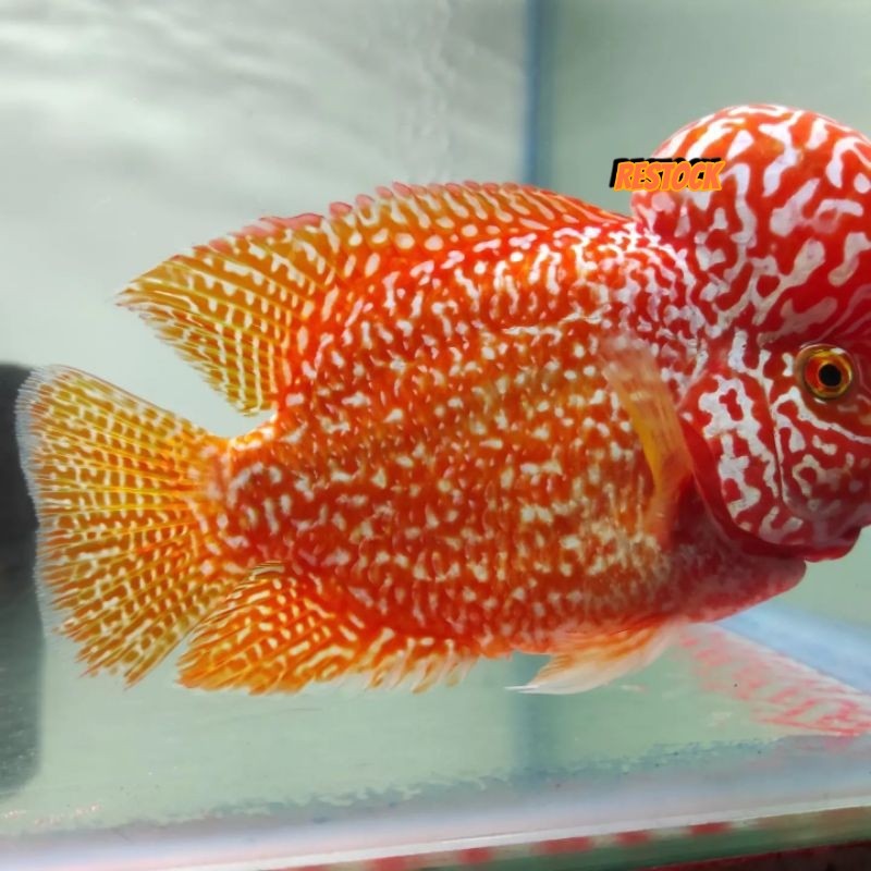 Lampu GB golden base lohan 7-8 cm louhan kuning berkualitas bergaransi