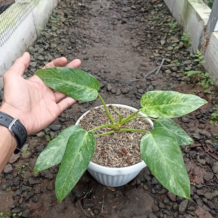tanaman Philodendron marble varigata/philodendron marble variegata