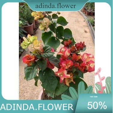 Bougenville / bugenvil Citra Mounduring