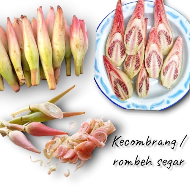 

kincung kecombrang segar / honje