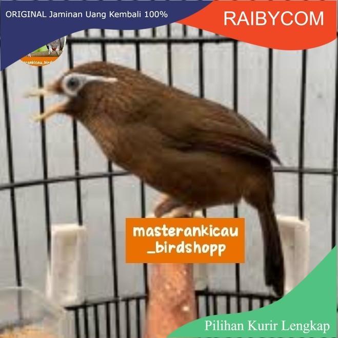 Burung Wambi big import mewah Wambie bahan jantan Hwa Mei Betina Besar Hwambi Impor Voer Total