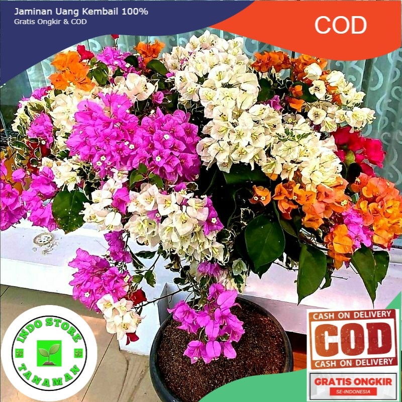 Bougenville 5 Warna - Tanaman hias bunga dan dekorasi (COD)