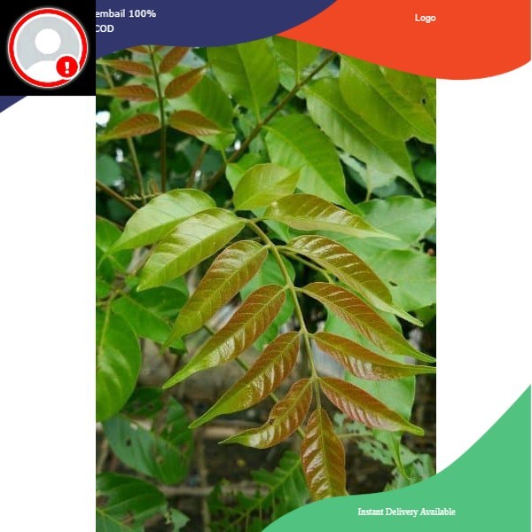 

Ready DAUN KEDONDONG FRESH per 1 kg