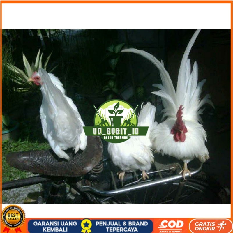 

TELUR AYAM HIAS KATE JEPANG SAMURAI UNTUK DI TETASKAN UD_GOBIT_ID