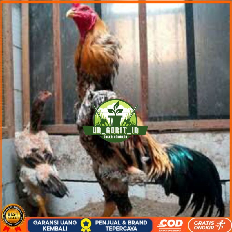 

TELUR TETAS AYAM SHAMO EROPA UNTUK DI TETASKAN UD_GOBIT_ID