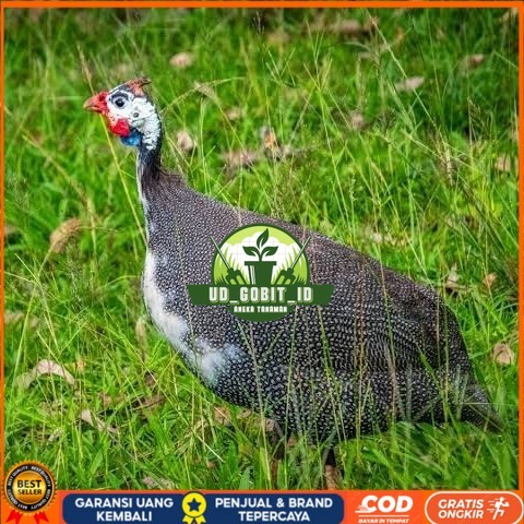 

Telur ayam mutiara / telur ayam hias / telur fertil siap cod UD_GOBIT_ID