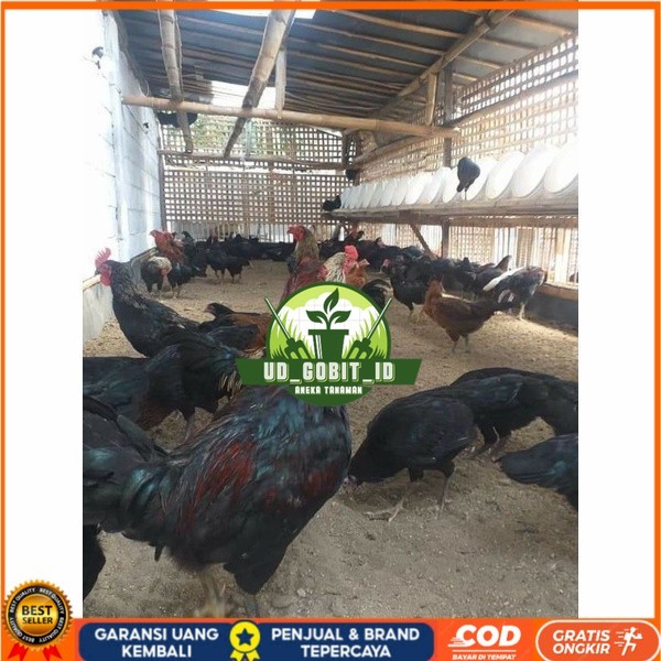 

Telur ayam KUB petelur handal siap ditetaskan - telur ayam kub UD_GOBIT_ID