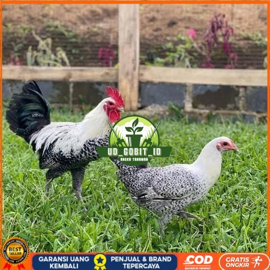 

Telur ayam arab fertil asli siap ditetaskan UD_GOBIT_ID