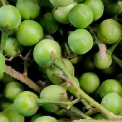 

BUAH POKAK /TEKOKAK SEGAR DI PETIK LANGSUNG 450 Gram