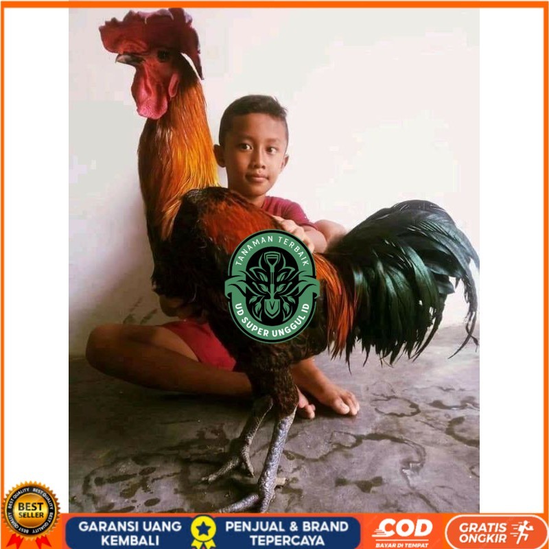 

TELUR AYAM HIAS PELUNG UNTUK DI TETASKAN UD_SUPER_UNGGUL_ID