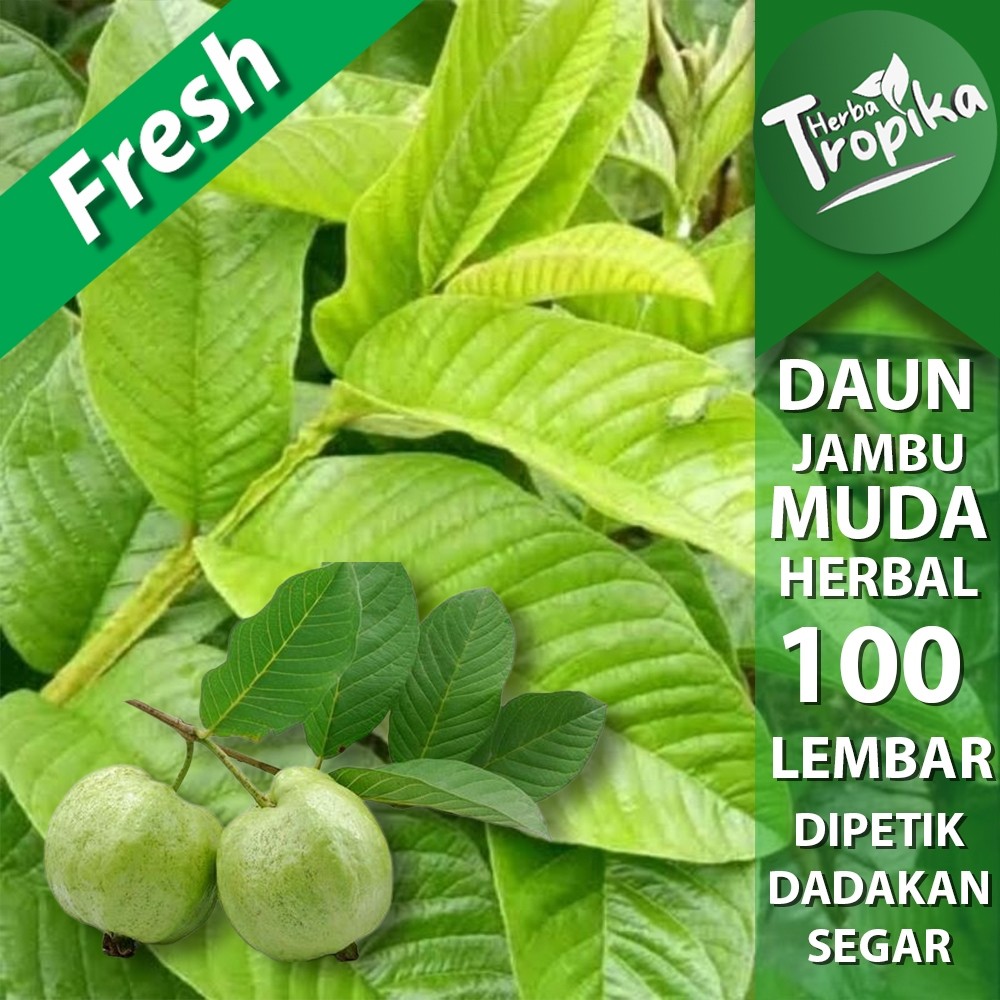 

Daun jambu biji muda pucuk segar 100 Lembar herbal alami herba tropika
