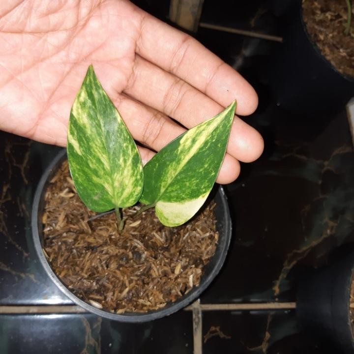 Tanaman hias epipremnum Varigata kuning langka - epipremnum Varigata