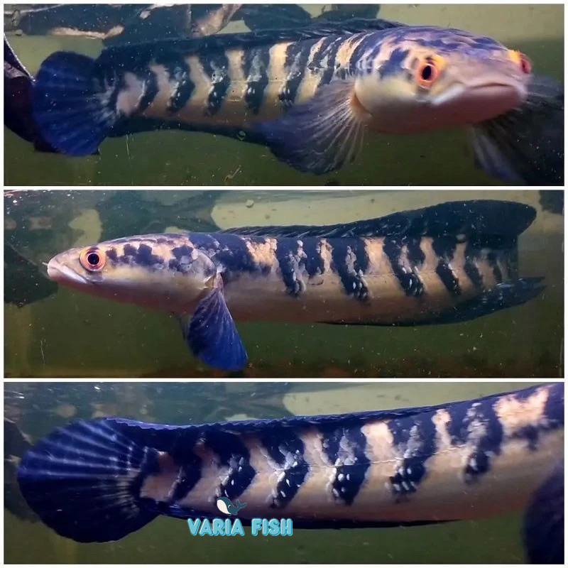 Garansi 100% Maru yellow sentarum/Maru Ys Sortir batik sortiran