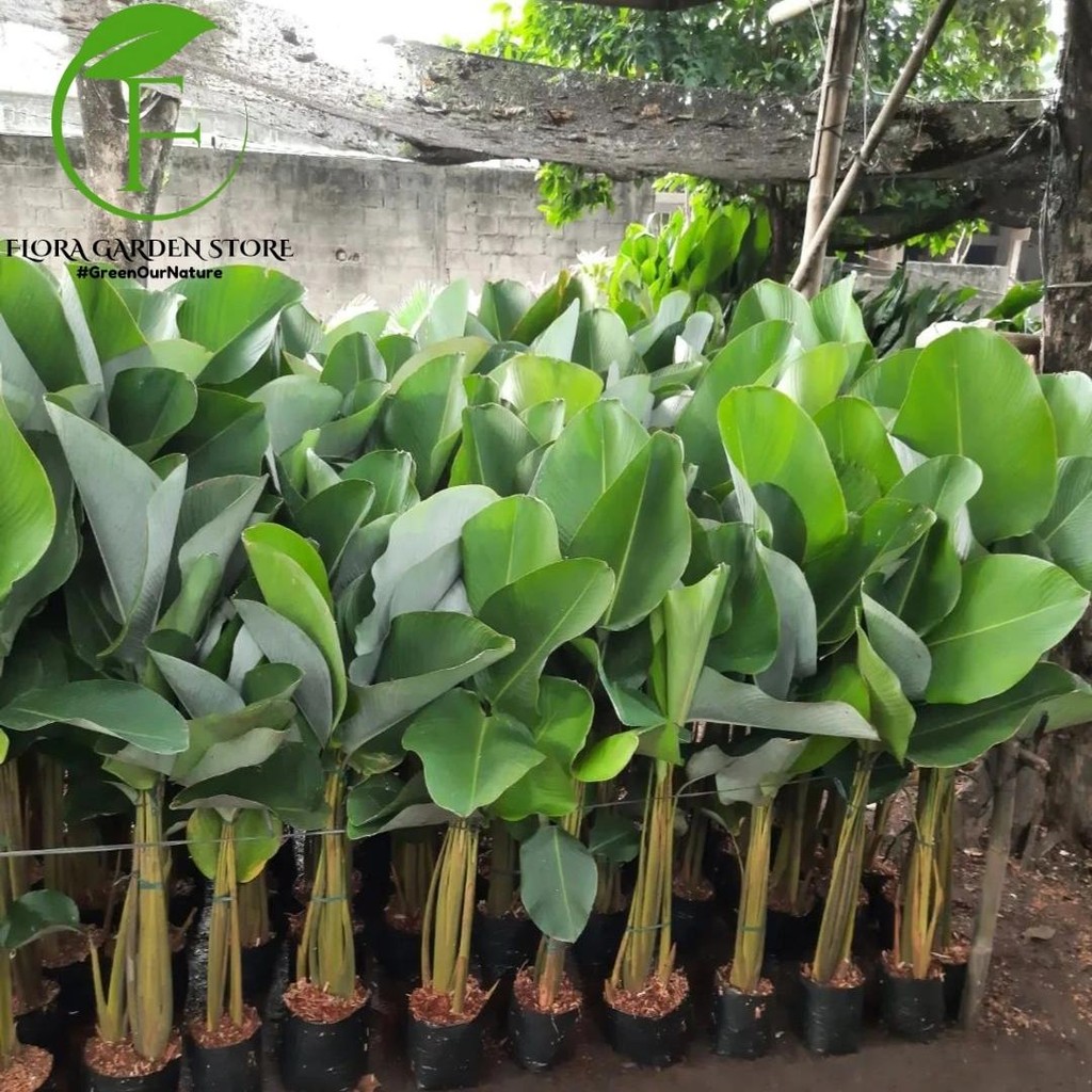 Tanaman Hias Pisang Pisangan / Pohon Pisang Calathea / Calathea Lutea