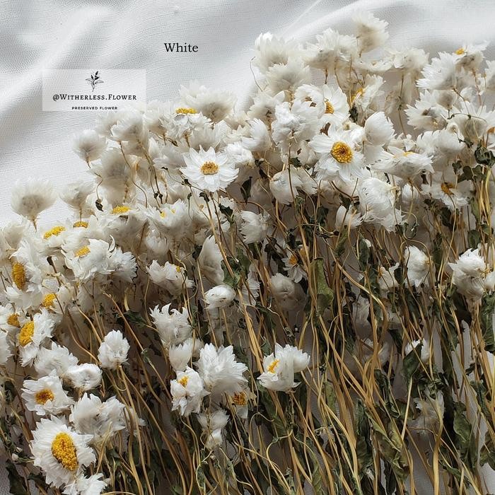 10 gr Dried Rodanthe Flower / Dried Daisy Rodanthe / Bunga Kering - White  PROMO 