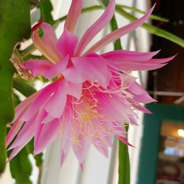 Promo Wijaya Kusuma Pink Dragon - Tanaman Hias Wijaya Kusuma Bunga Besar