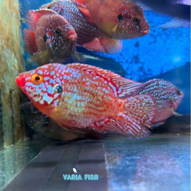 red Jewel size M ikan hias aquarium air tawar