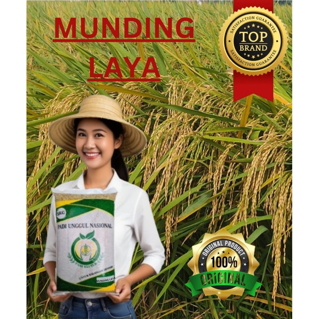 PADI UNGGUL MUNDING LAYA 5KG ORIGINAL  TANI KLUTUK