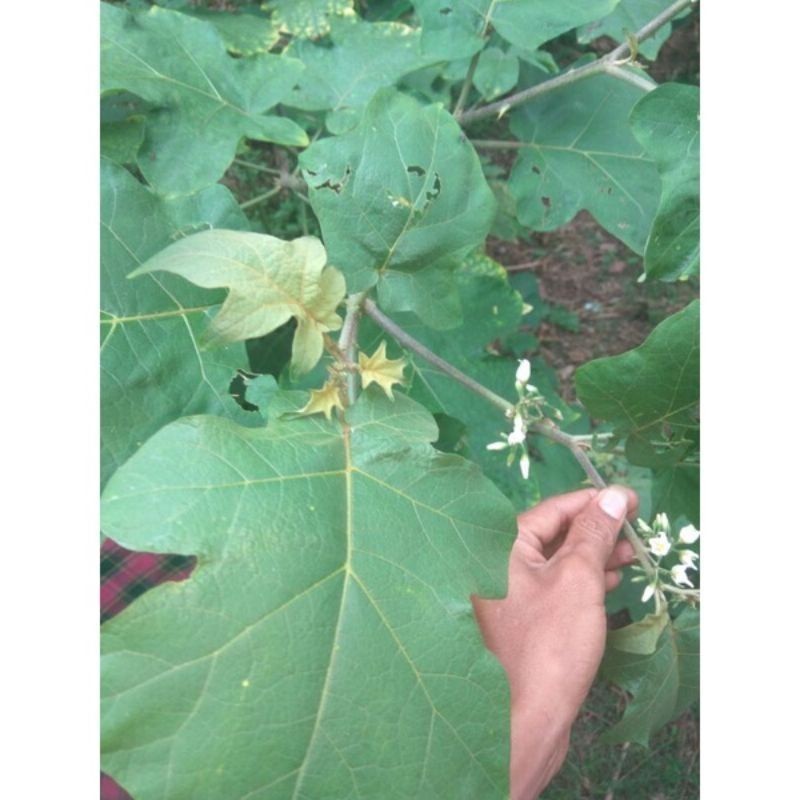 

Promo Jual Daun Cepokak/takoka Daun Rimpang 1 kg Obat herbal COD *