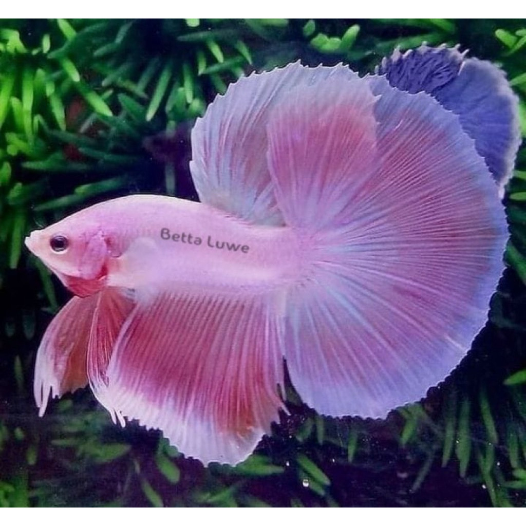 Hobi  Cupang Halfmoon Pink Sakura Medium