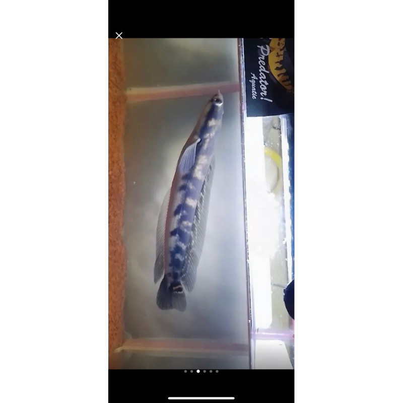 Hobi (Cod)Maru Yellow Sentarum/Ys Sortiran Batik Size 5-26cm cana