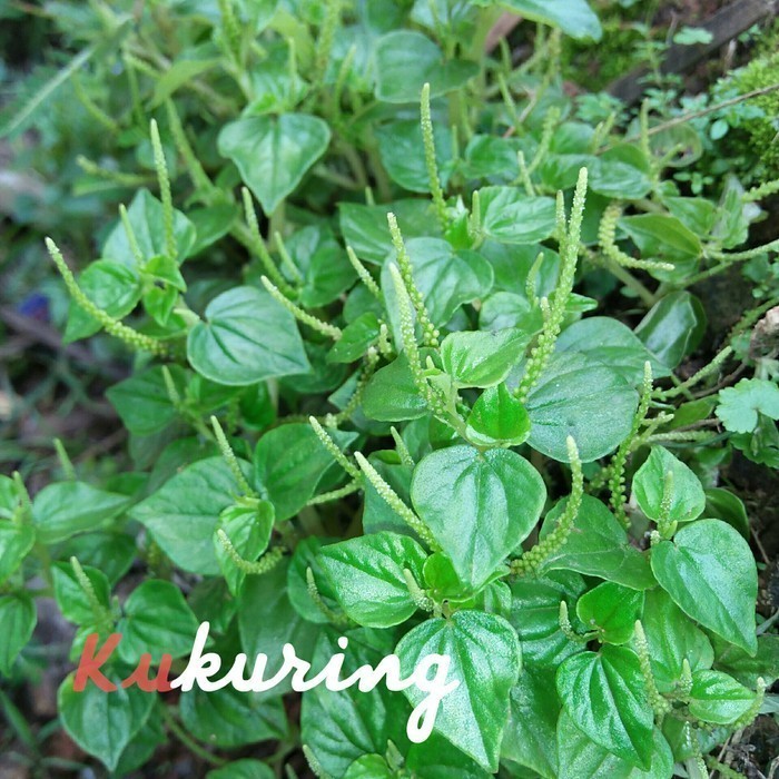 

TANAMAN DAUN SURUHAN SEGAR OBAT HERBAL - KETUMPANG AIR - SIRIH CINA Herbal COD