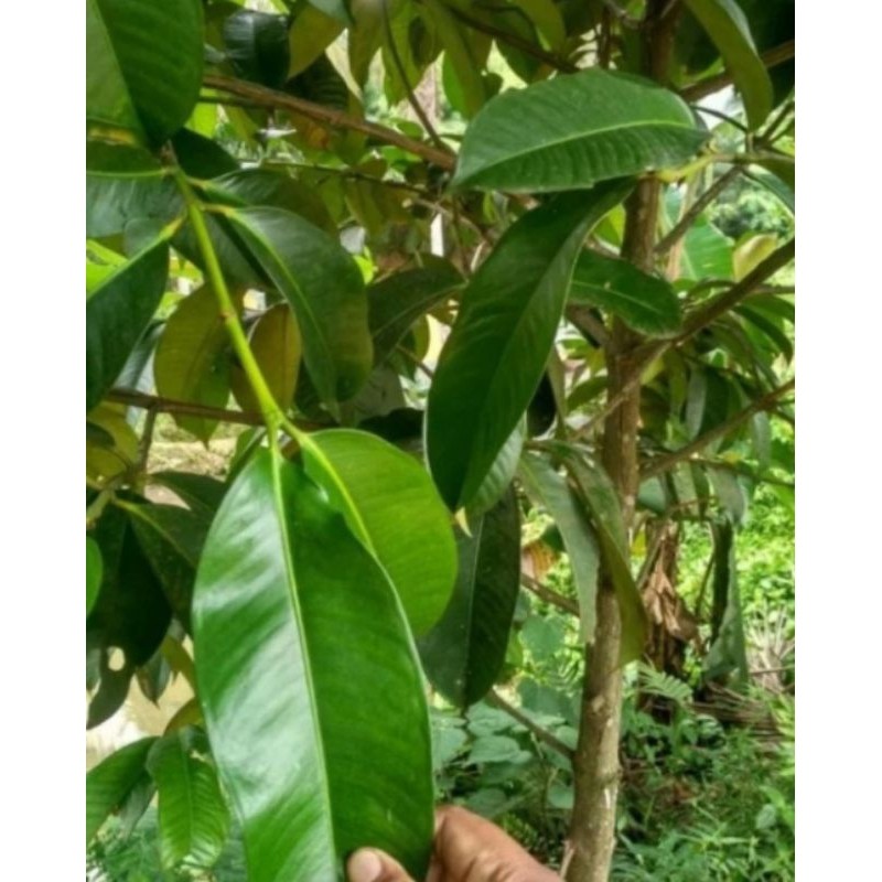 

promo Daun manggis segar/ 500grm Herbal COD