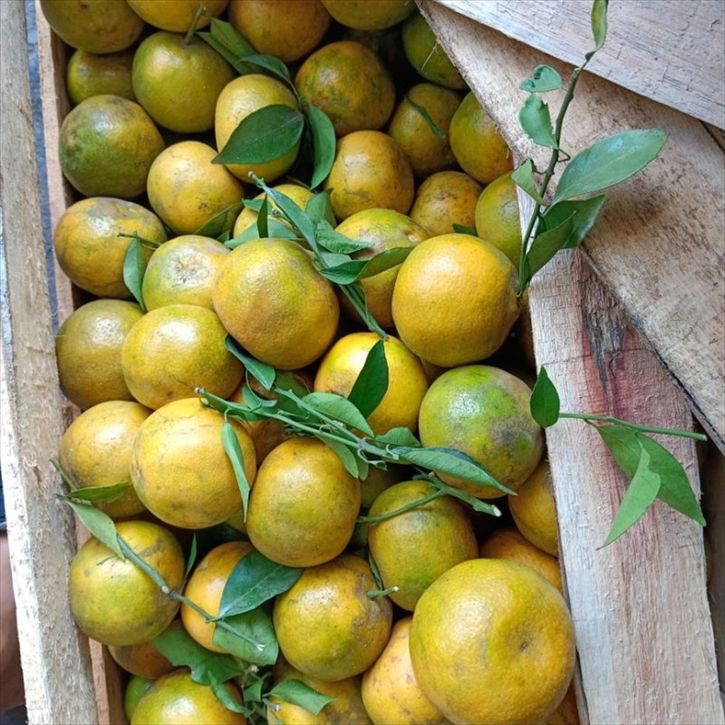 

JERUK MADU MALANG FRESH MANIS 500 GR