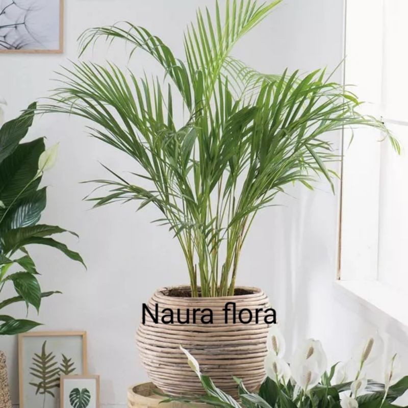 Pohon palem kuning-tanaman hias palem kuning tinggi