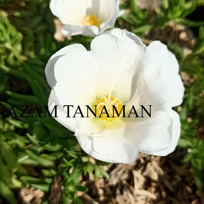 tanaman hias sutra bombay batik bunga ungu - Putih