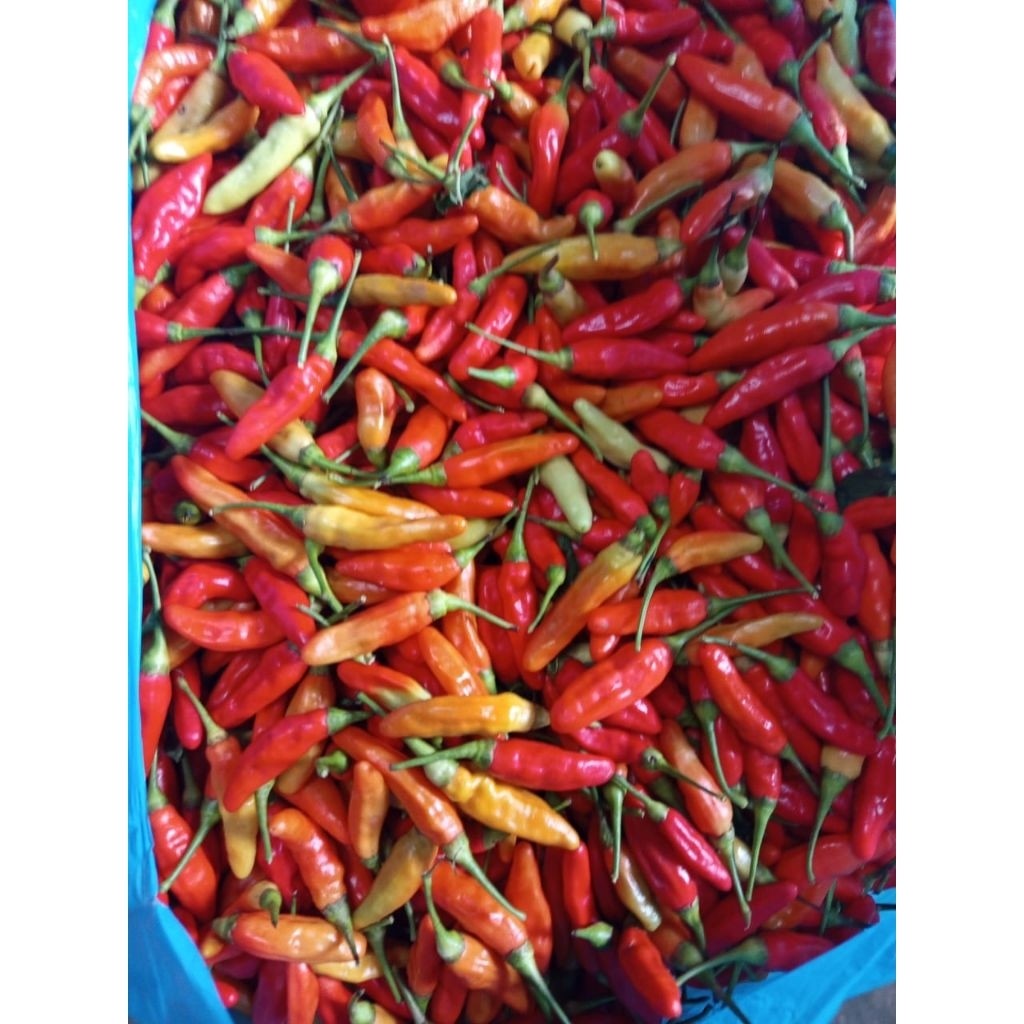 

Paket Cabe rawit merah 1kg murah fress asli petikan petani