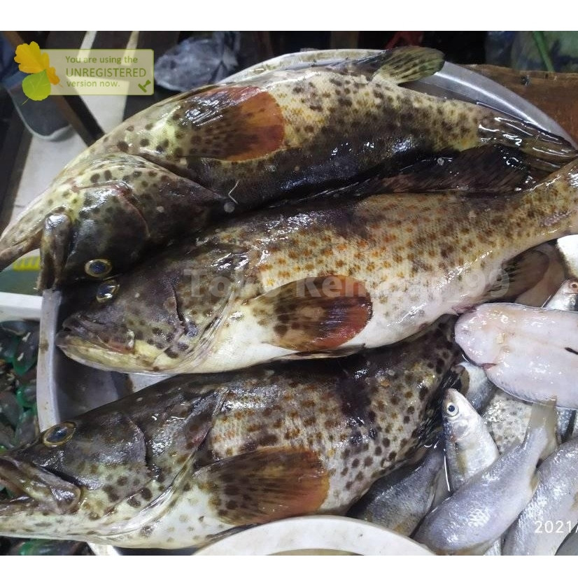 

Ikan Kerapu Segar 1Kg Ikan kerapu Lumpur Goruper Fish
