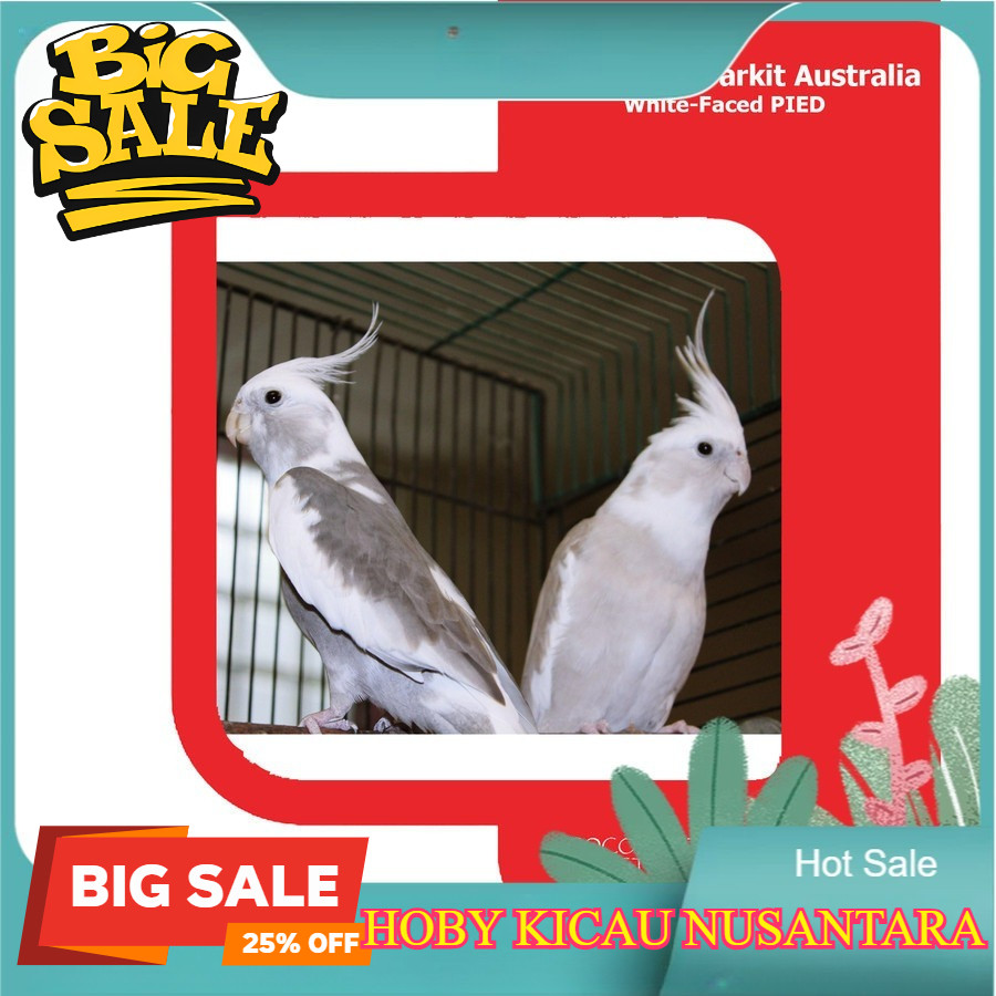 Burung Cockatiel Falk Parkit Australia Warna White Face WF Koang kicau zaini canary