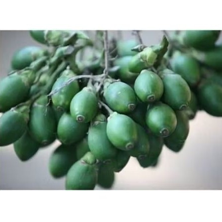 

pinang muda / jame muda 1 kg. cocok untuk menambah setamina